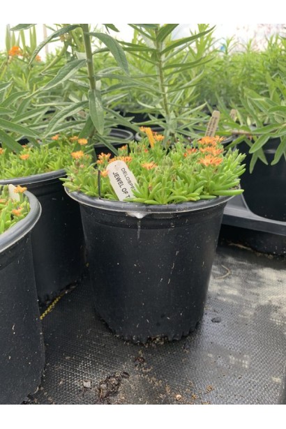 Делосперма Джевел оф Десерт Топаз в горщику 3 л